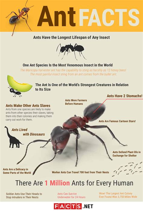 ANT.