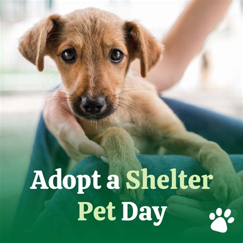 Adopt.