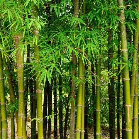 Bamboo.