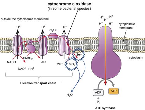 Cytochrome.