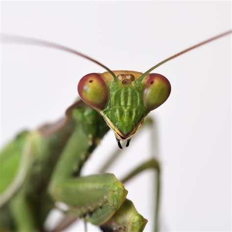 Mantis.