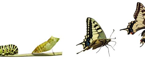 Metamorphose.