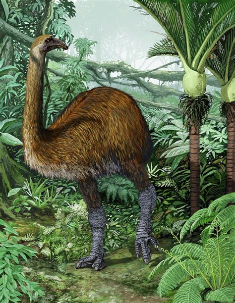 Moa.