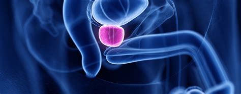 Prostata.