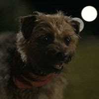 Strays.2023.1080p.WEBRip.1400MB.DD5.1.x264.