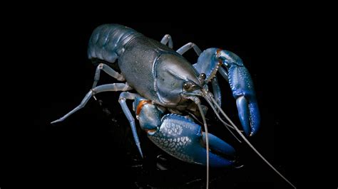 Yabby.