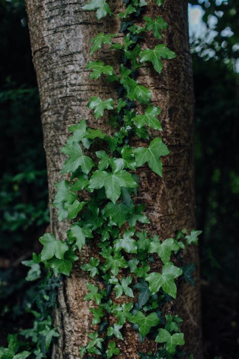 ivy.