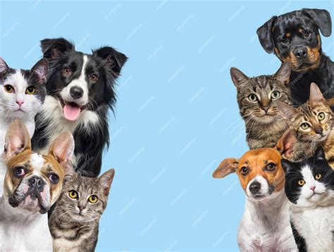 pets.